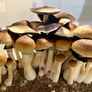 Buy Amazonian Magic Mushrooms UK and Europe